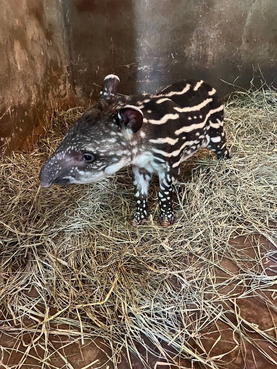 Zoológico de Rio Preto registra o nascimento de anta fêmea