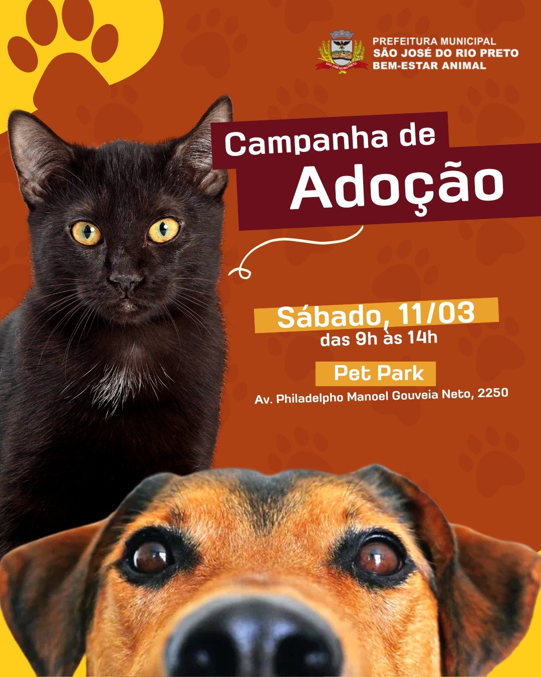 Prefeitura de Rio Preto promove neste sábado campanha de adoção de cães e gatos