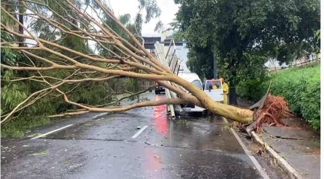Árvore de grande porte cai e interdita avenida em Rio Preto