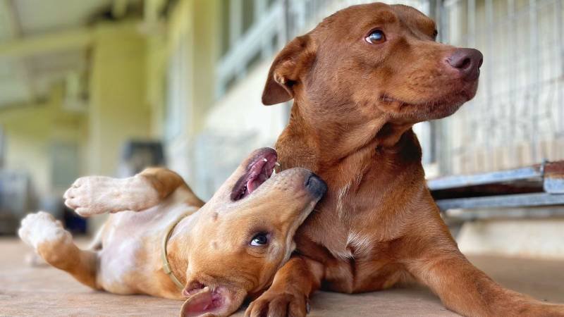 Secretaria do Bem-Estar Animal promove mais uma etapa da castração em massa