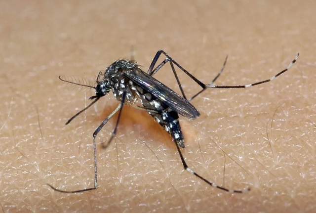 Uchoa confirma primeira morte por dengue em 2023