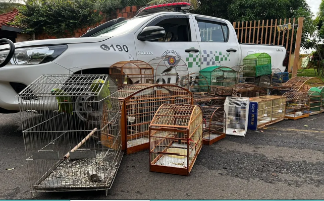 Homem é multado em R$ 15 mil por manter 30 aves nativas em cativeiro em Rio Preto