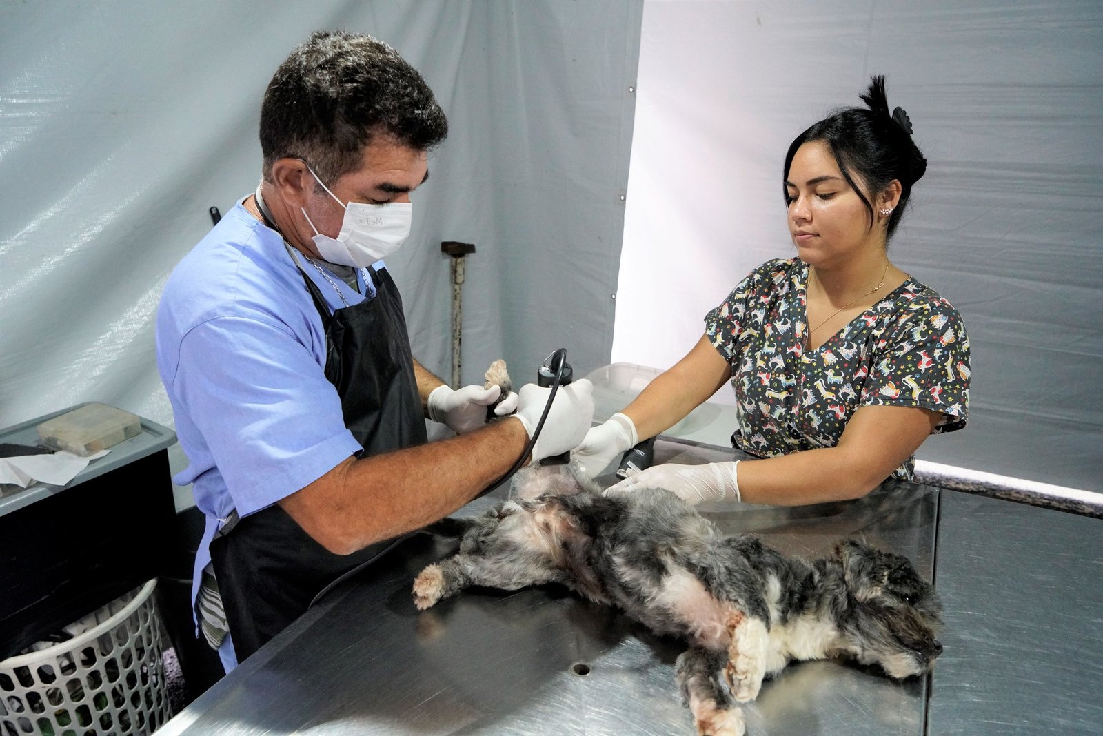 Mutirão castra 883 animais em Rio Preto