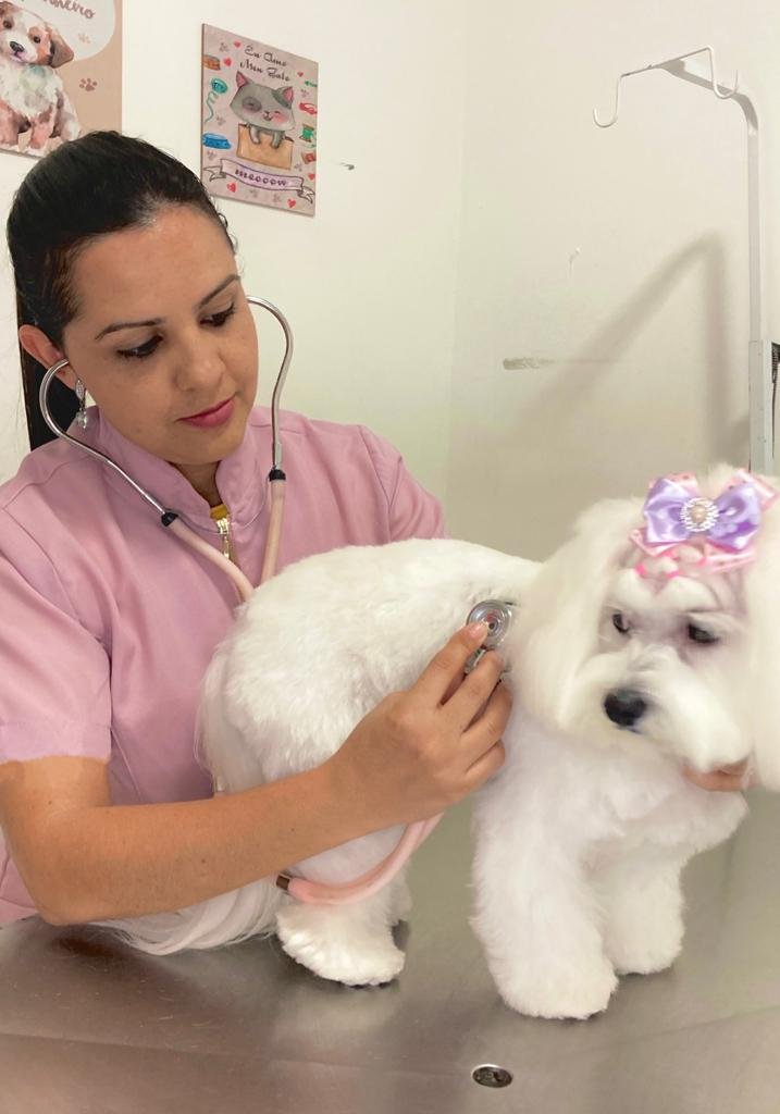 Clínica de Rio Preto promove campanha de conscientização para prevenção de acidentes de trânsito nos pets