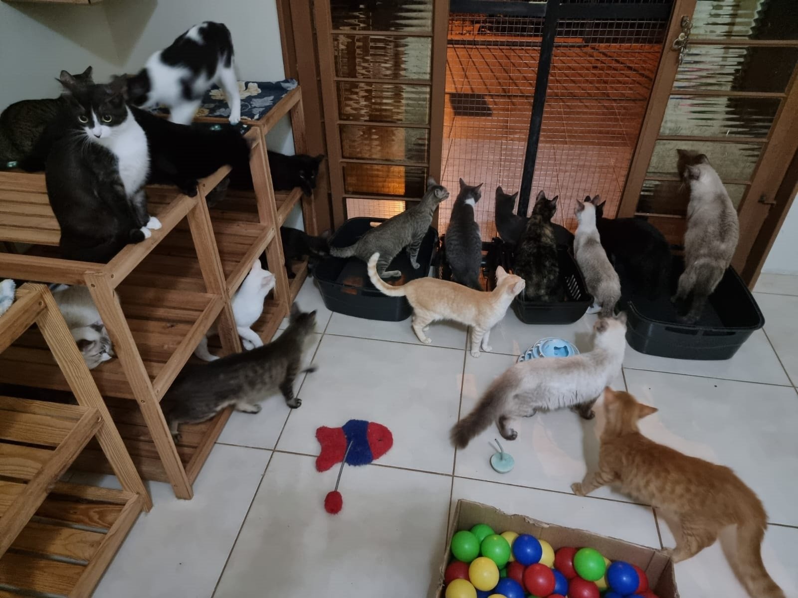 Cuidadora de pet promove bazar para arrecadar fundos