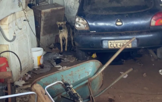 Cachorras são resgatadas sem água e comida após tutor ser encontrado morto em Rio Preto