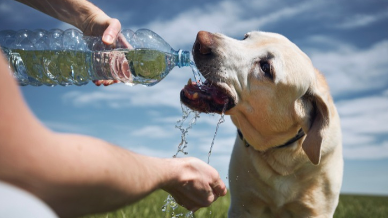 Altas temperaturas exigem cuidados com os pets