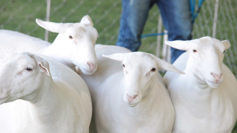 EXPO Rio Preto recebe mais de mil animais no 2° turno