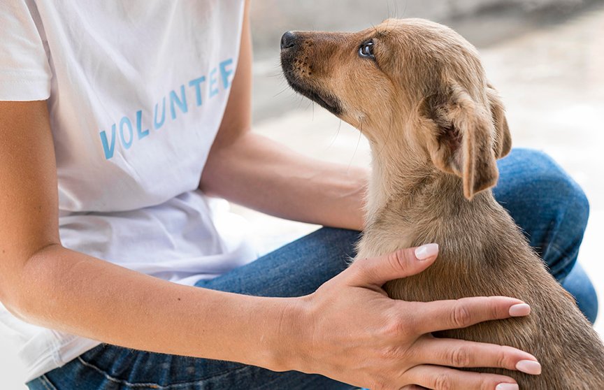 Feira de adoção de pets acontece neste sábado no Plaza Avenida
