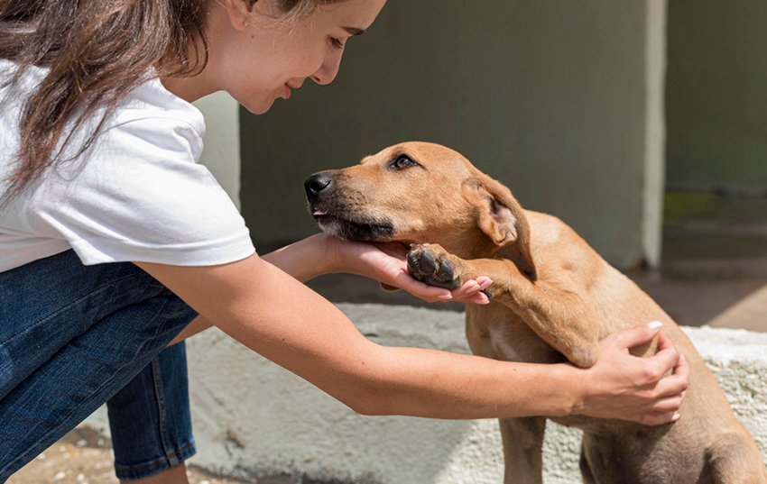 Feira de adoção de pets acontece neste sábado no Plaza Avenida