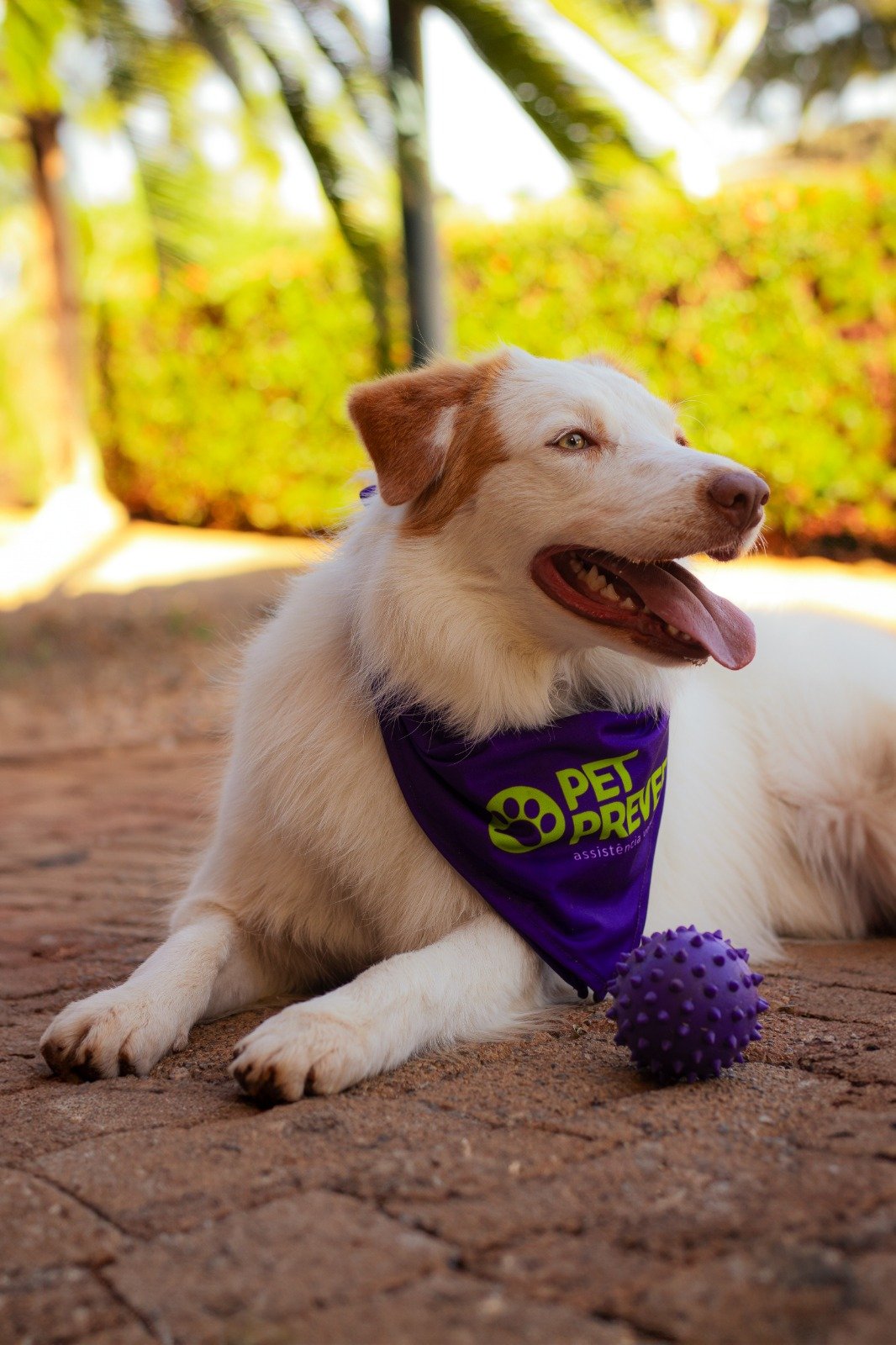 Grupo Prever lança plano de assistência veterinária para os pets
