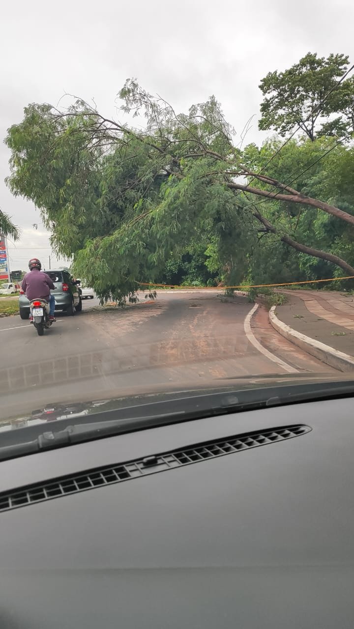 Temporal derruba árvores,  deixa motoristas ilhados e forro de igreja cede em Rio Preto