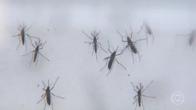 Saúde de Rio Preto confirma mais duas mortes por dengue