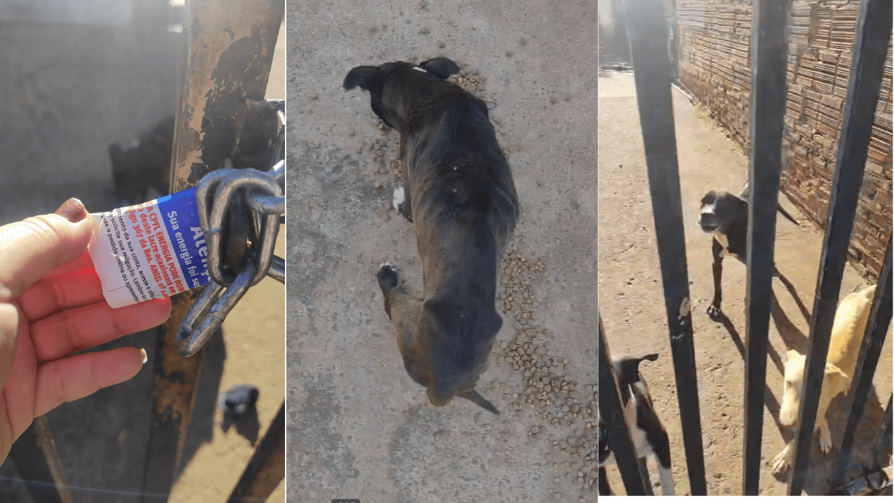 Pitbulls são resgatados após maus- tratos em Rio Preto