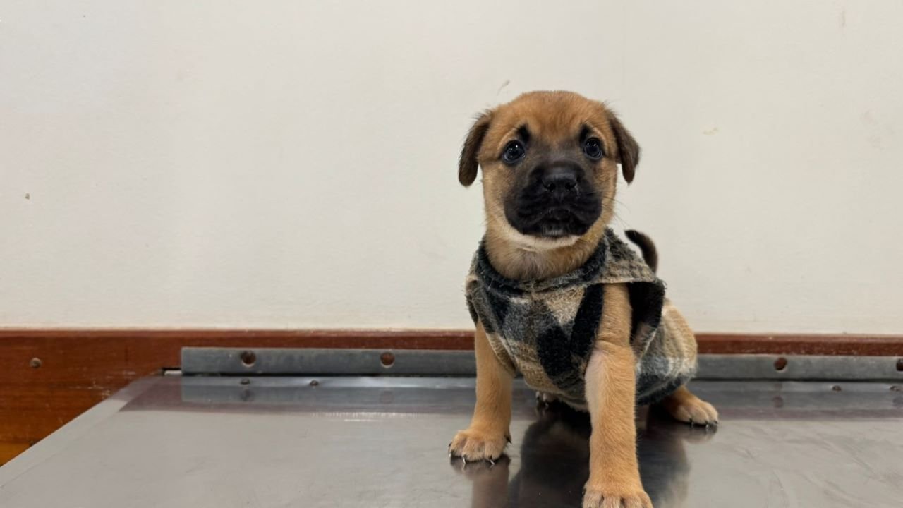 Ação de cidadania para os pets acontece neste sábado na Estância Alvorada