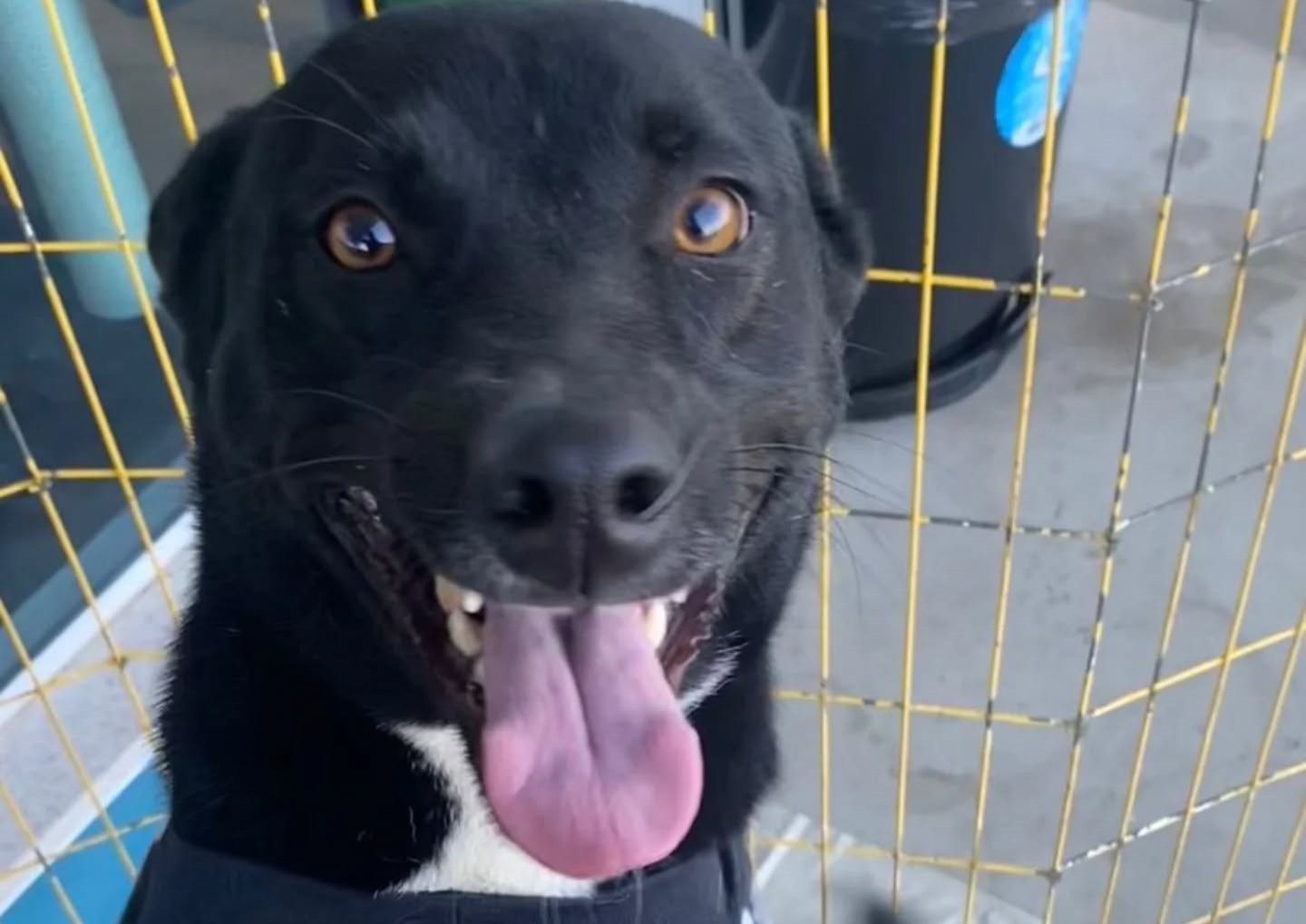 Feira de adoção de cães e gatos acontece neste sábado em Rio Preto