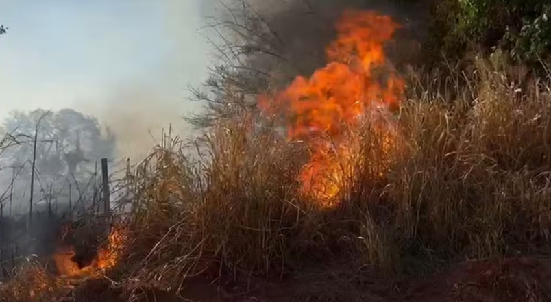 Incêndios em pastagens deixam rastros de destruição e morte na região