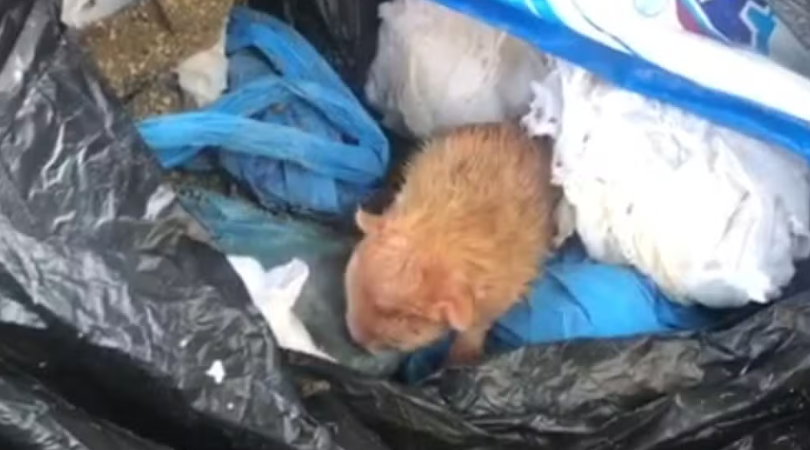 Filhote de gato é encontrado dentro de saco de lixo em Rio Preto