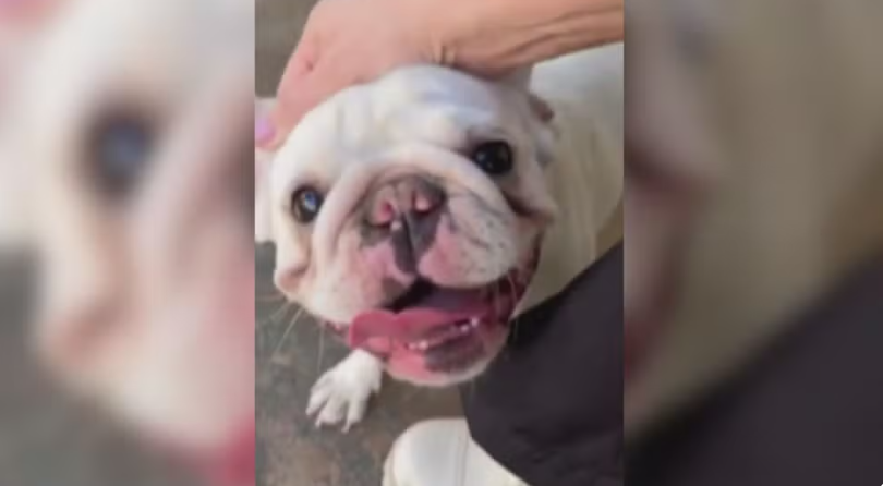 Cachorra resgatada após suspeita de ser torturada é devolvida à tutora