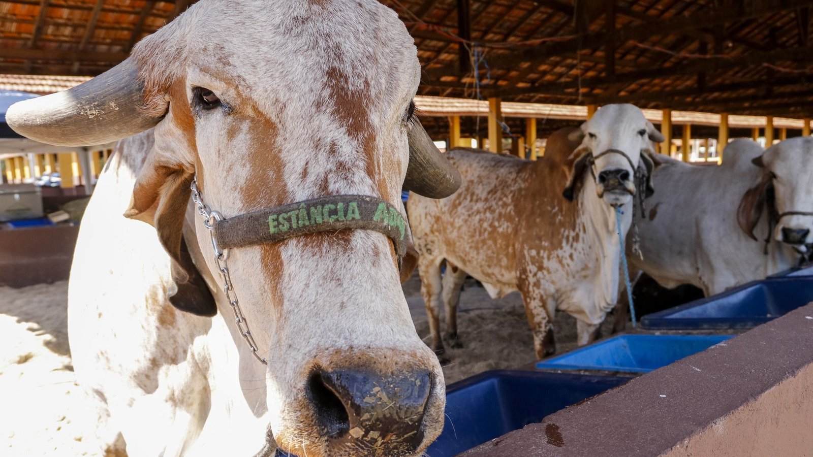 EXPO Rio Preto recebe primeiros animais que participarão do torneio leiteiro