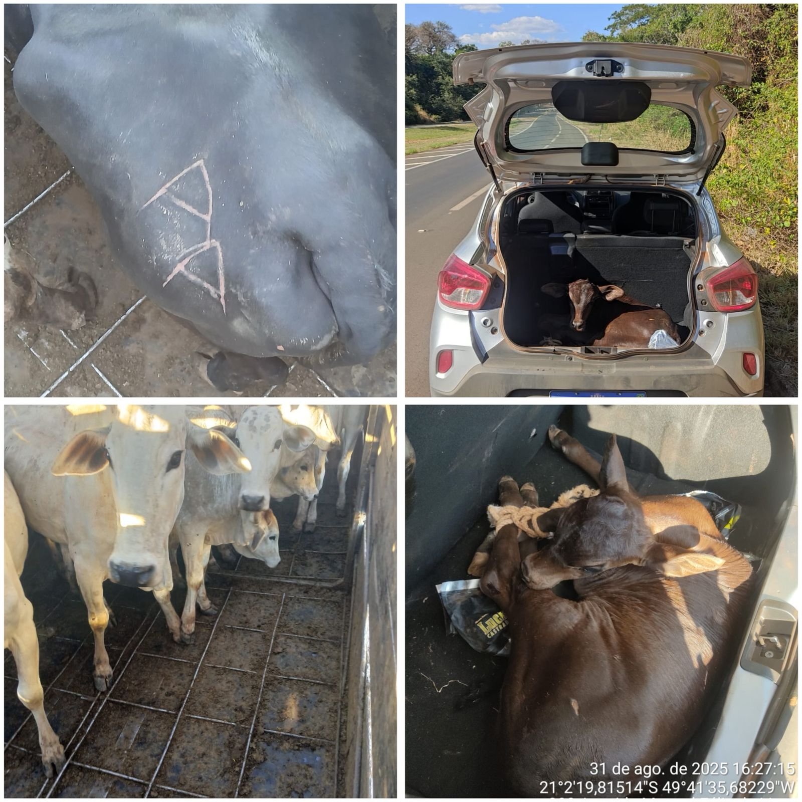 Polícia apreende bezerro furtado em porta-malas de carro no interior de SP