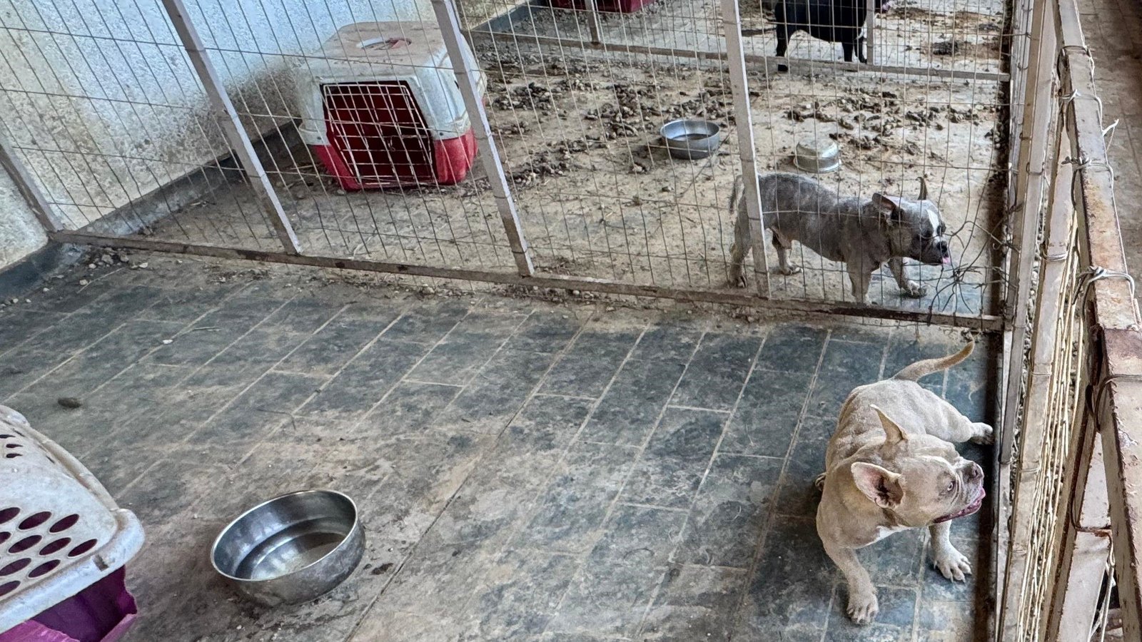 Prefeitura resgata animais de canil clandestino na Vila Azul