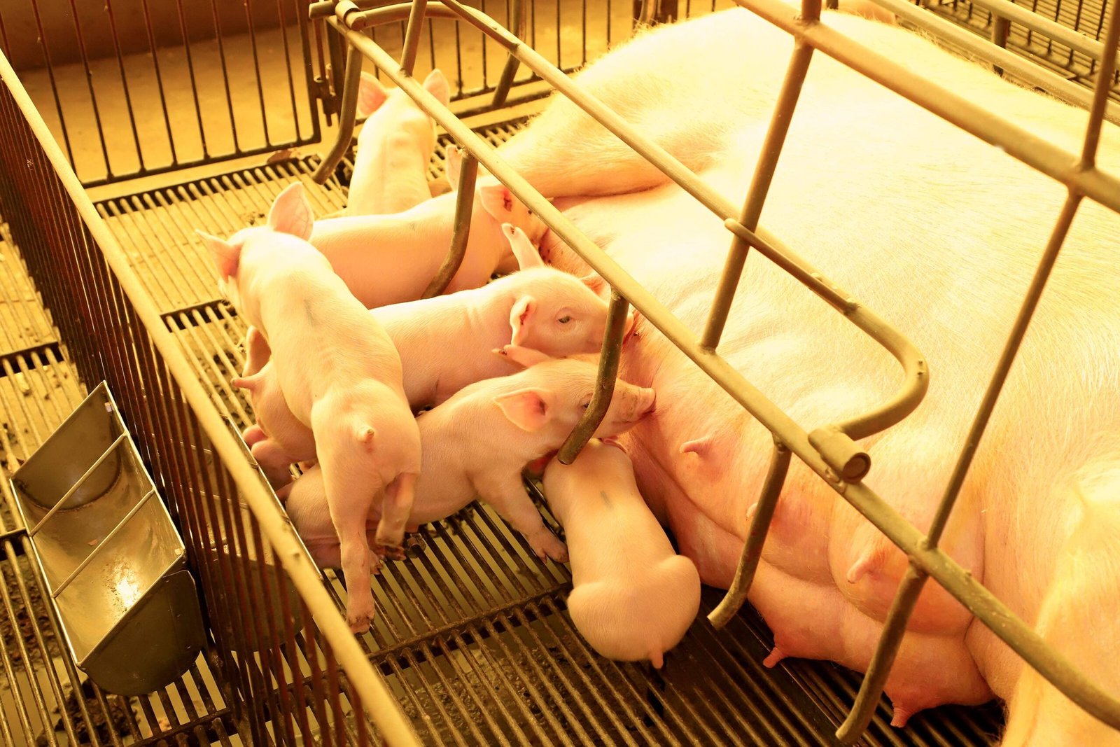 Toledo (PR) Detém o Maior Rebanho Suíno do Brasil: Quase 1 Milhão de Animais