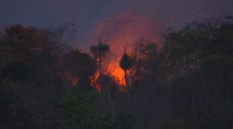 Polícia investiga se incêndio que atinge área da Floresta Estadual foi criminoso