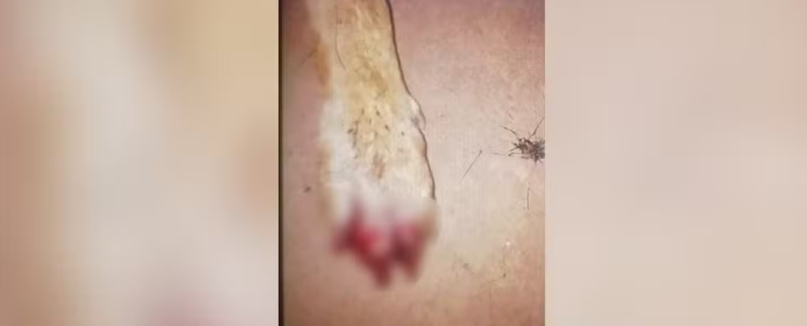 Homem é preso após invadir casa e ferir pet com facão em Rio Preto