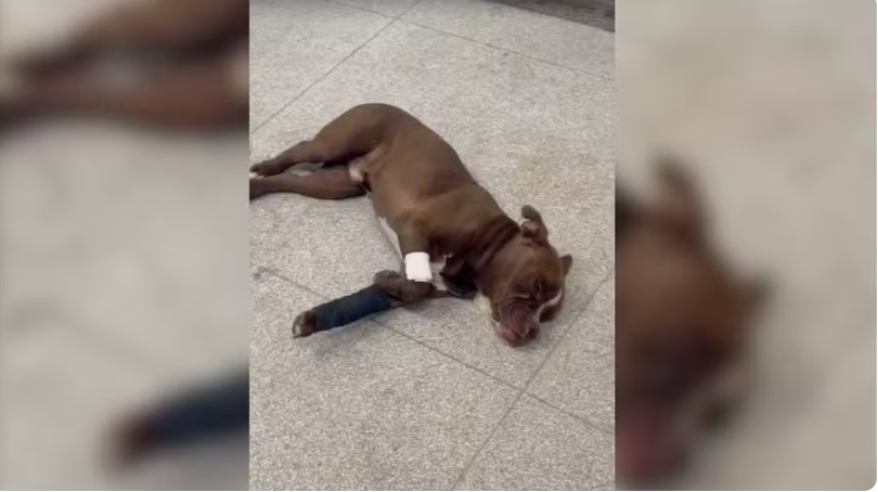 Homem é preso em flagrante por maus-tratos a animal em Rio Preto