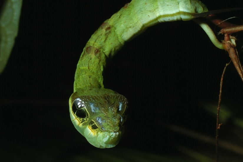 Lagartas Incríveis: O Disfarce Perfeito de Serpente para Enganar Predadores