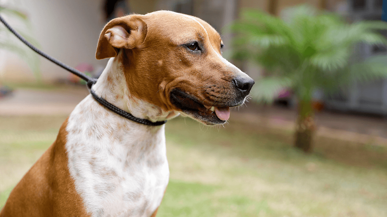 Zoonoses estará aberto neste sábado para vacinação antirrábica