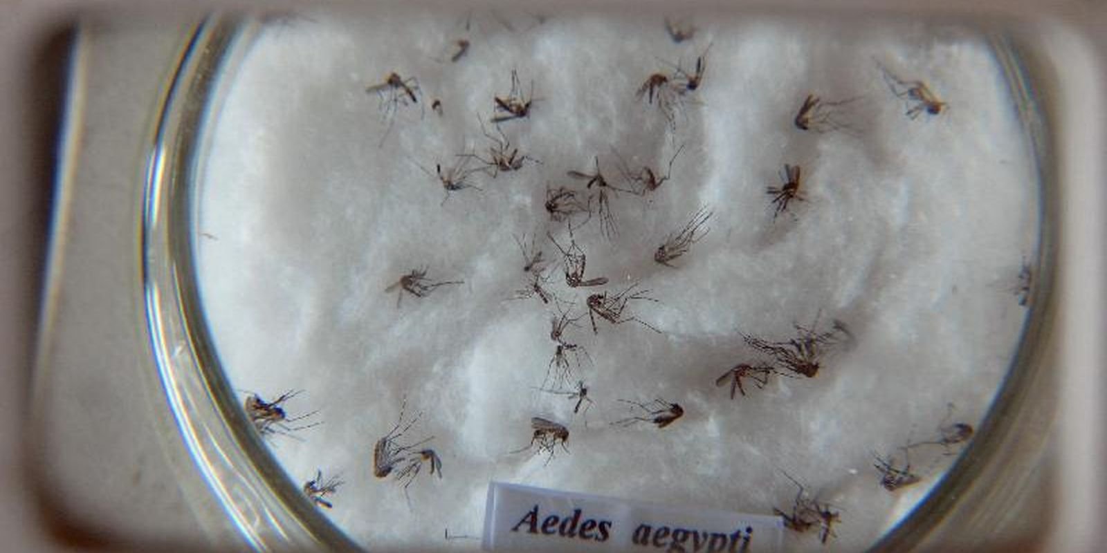 Butantan Lidera Padronização Global da Nomenclatura do Vírus da Dengue