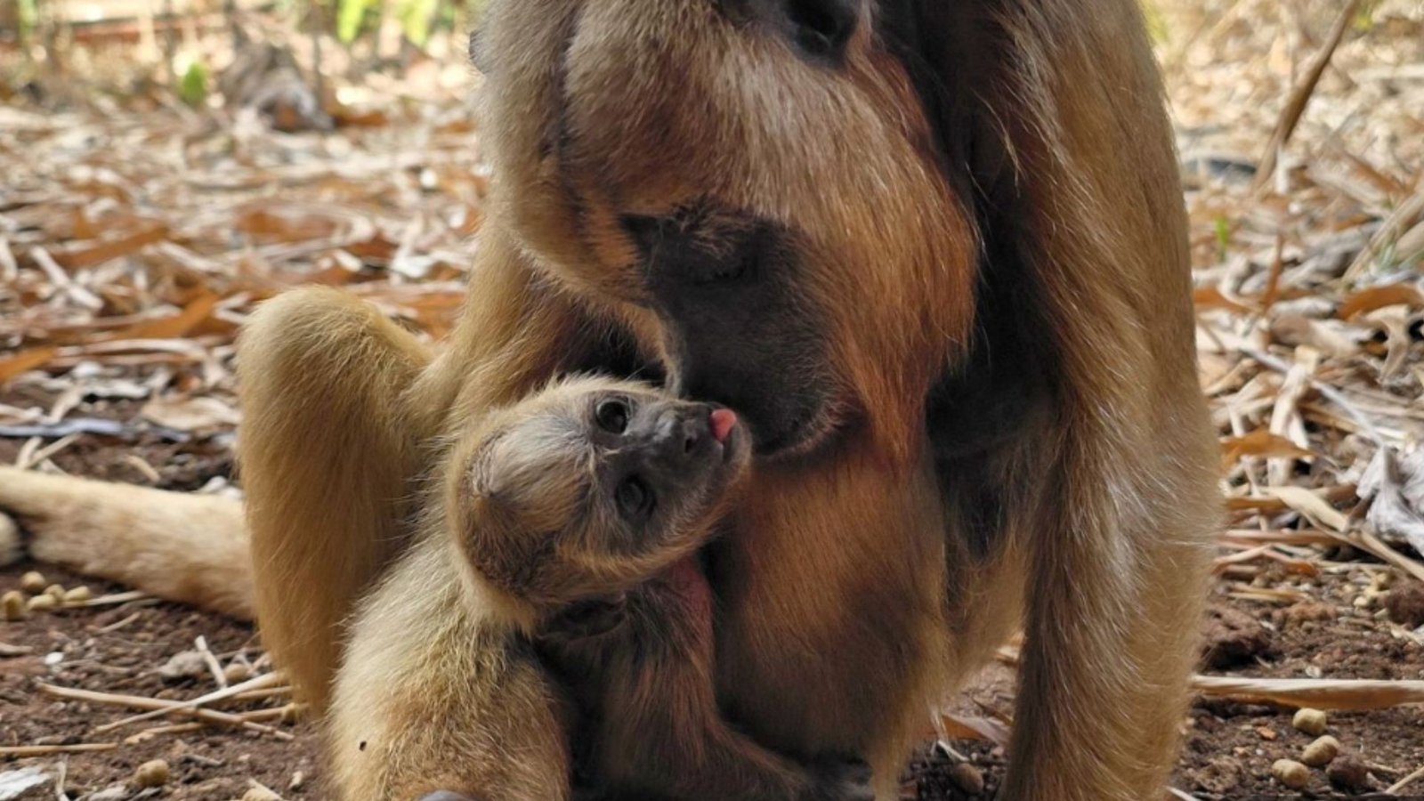Filhote Raro: Bugio-Preto Aumenta Família em Zoobotânico Paulista