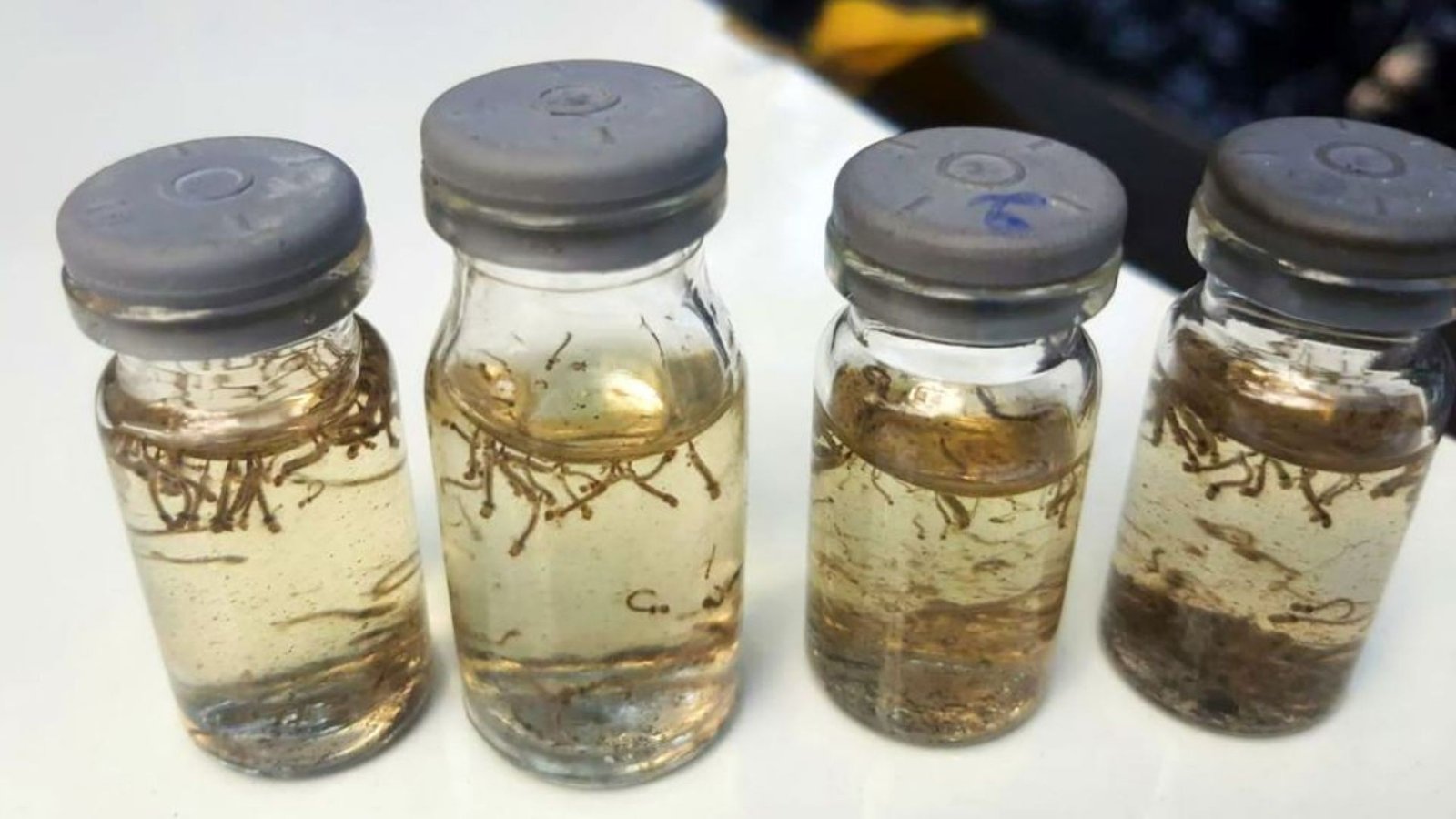 Alerta de Dengue: Araçatuba Acende Sinal Vermelho com Alta Infestação do Aedes Aegypti
