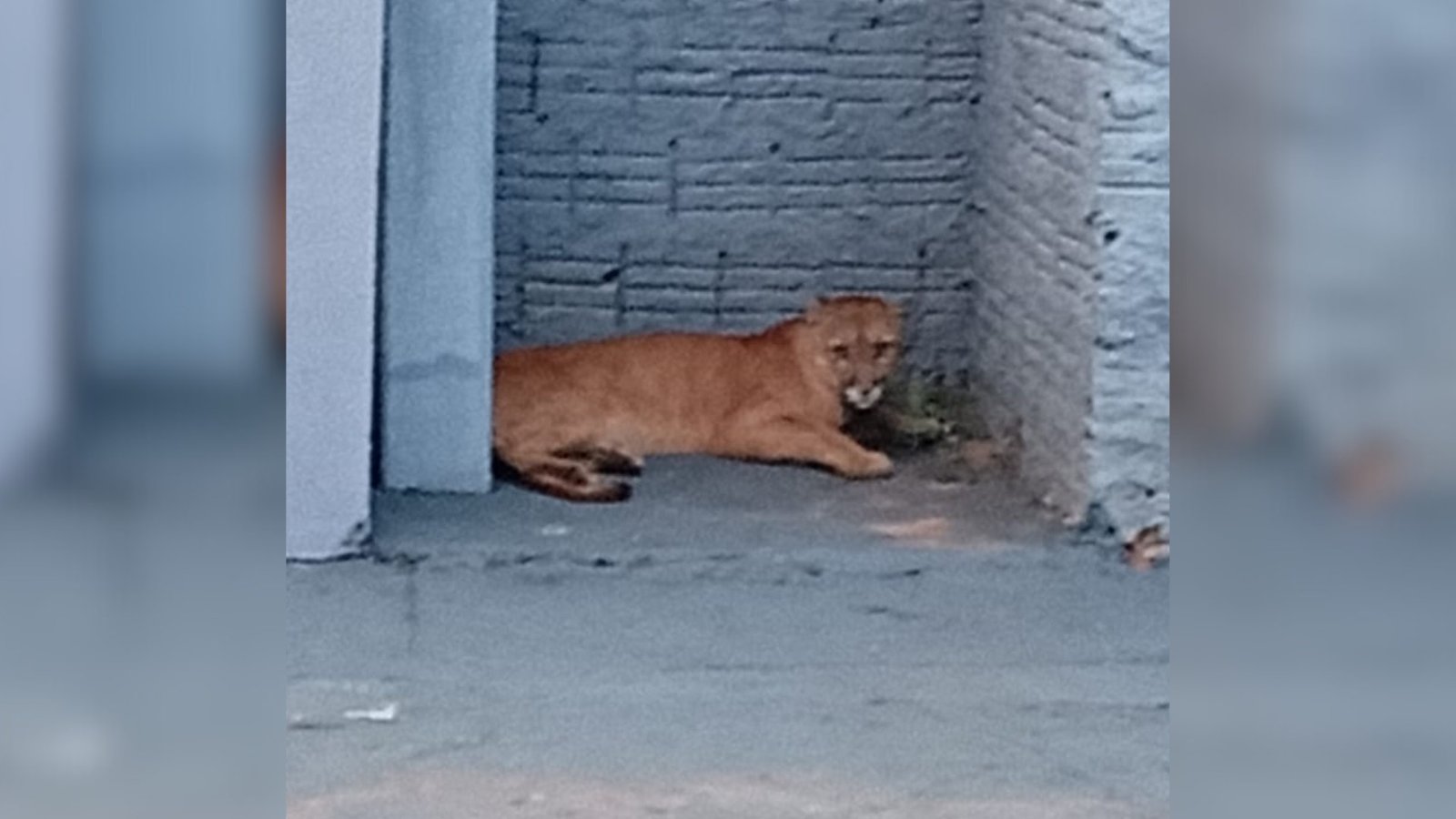 Onça-Parda Aterroriza Bairro Residencial em Cedral, São Paulo