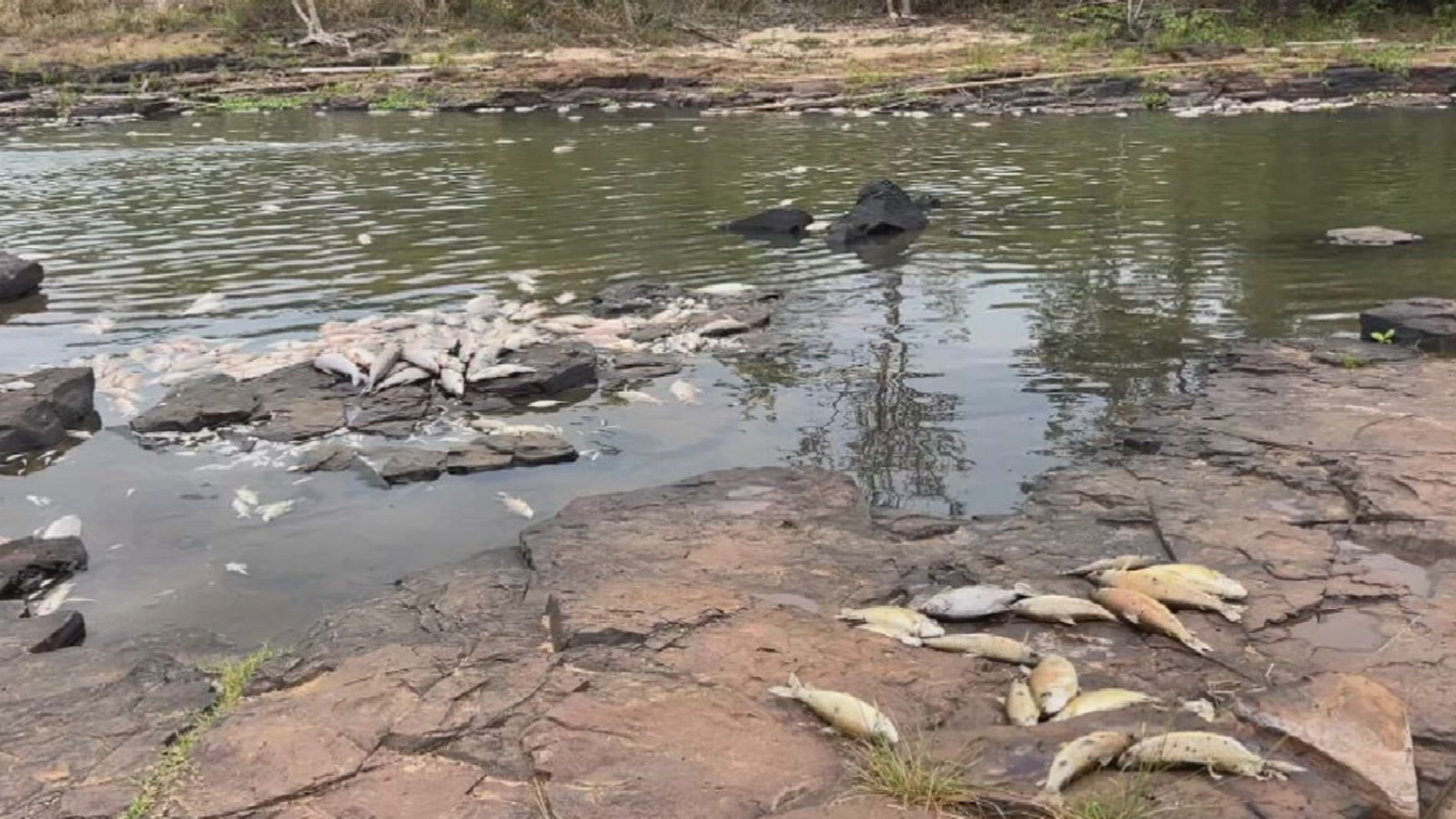 Poluição Mata Peixes em Rio de Meridiano; Rompimento de Tubulação Suspeito