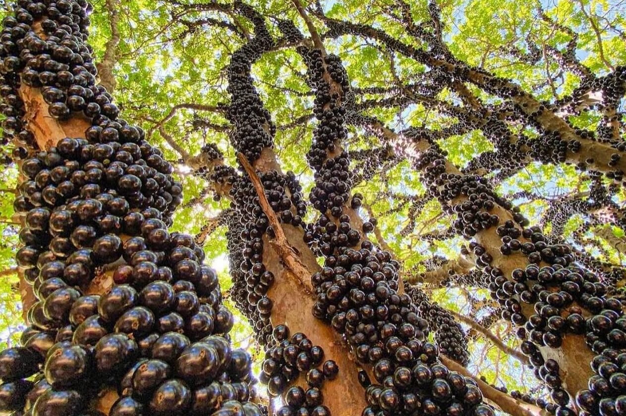 Jabuticaba Alça Hidrolândia ao Cenário Mundial