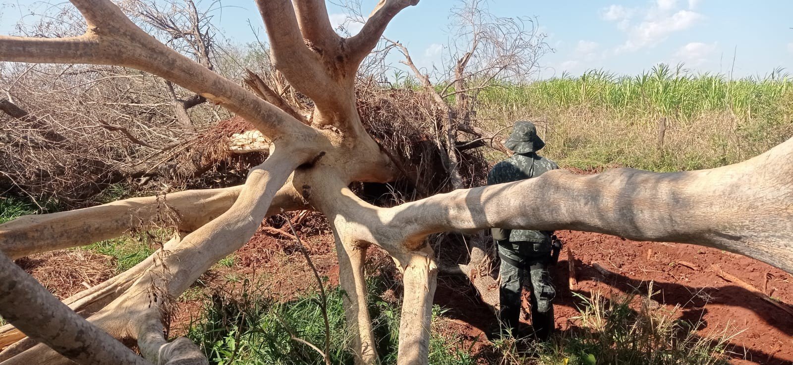 Dono de Fazenda em Barbosa é Multado por Desmatamento na Mata Atlântica