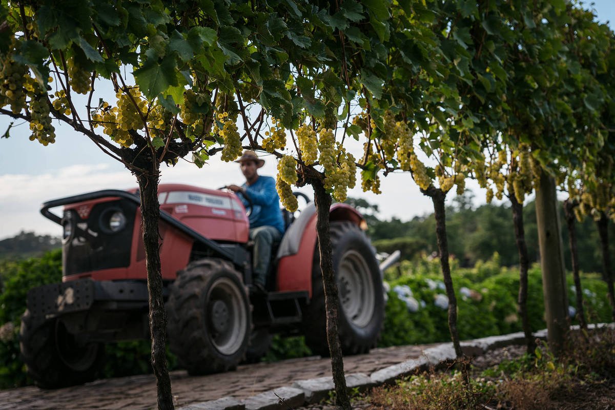 Vinícola Brasileira Conquista China e Impulsiona Exportações