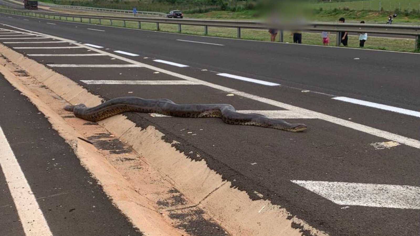 Sucuri Gigante Cruza Rodovia e Assusta Motoristas no Interior de São Paulo
