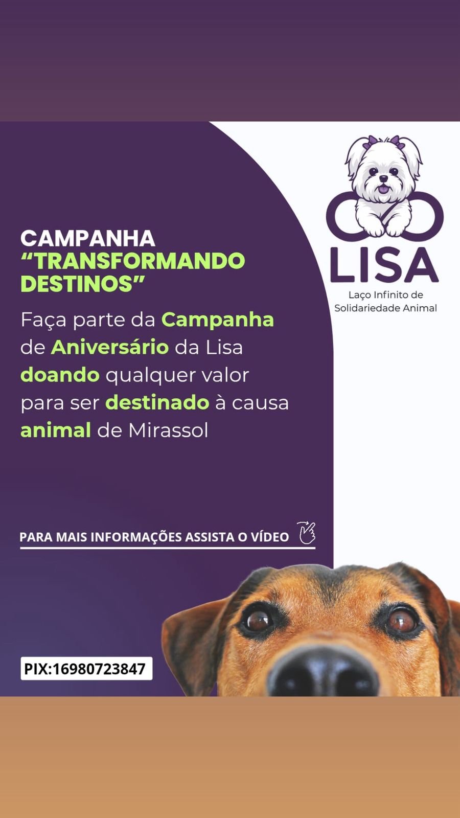 Após perder sua cachorrinha, tutora cria campanha de solidariedade a outros pets