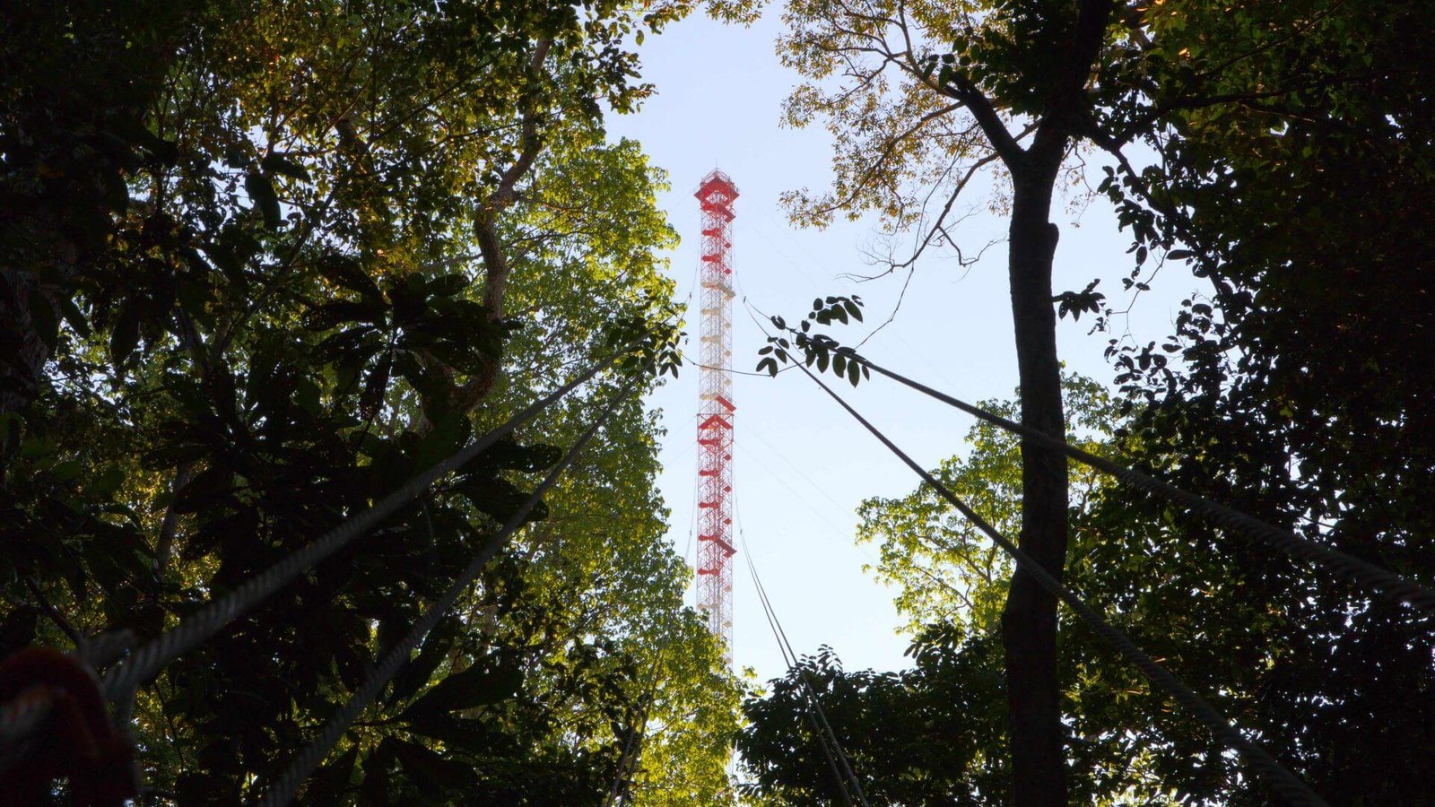 Amazônia Revelada: Exposição Virtual Explora Ciência, Desafios e Descobertas na Floresta