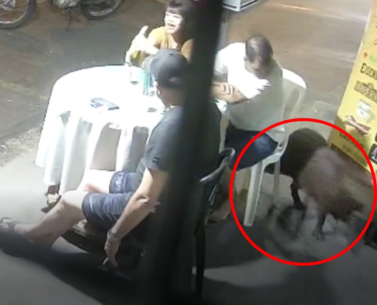 Capivara Surpreende Amigos em Bar de SP Durante Encontro Noturno