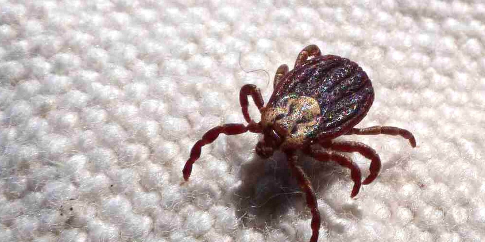 Febre Maculosa: Leme, SP, registra duas novas mortes pela doença do carrapato