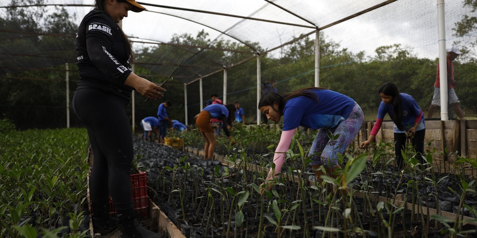 Energia Renovável Impulsiona Amazônia: Parceria Estratégica Visa Fim da Pobreza Energética