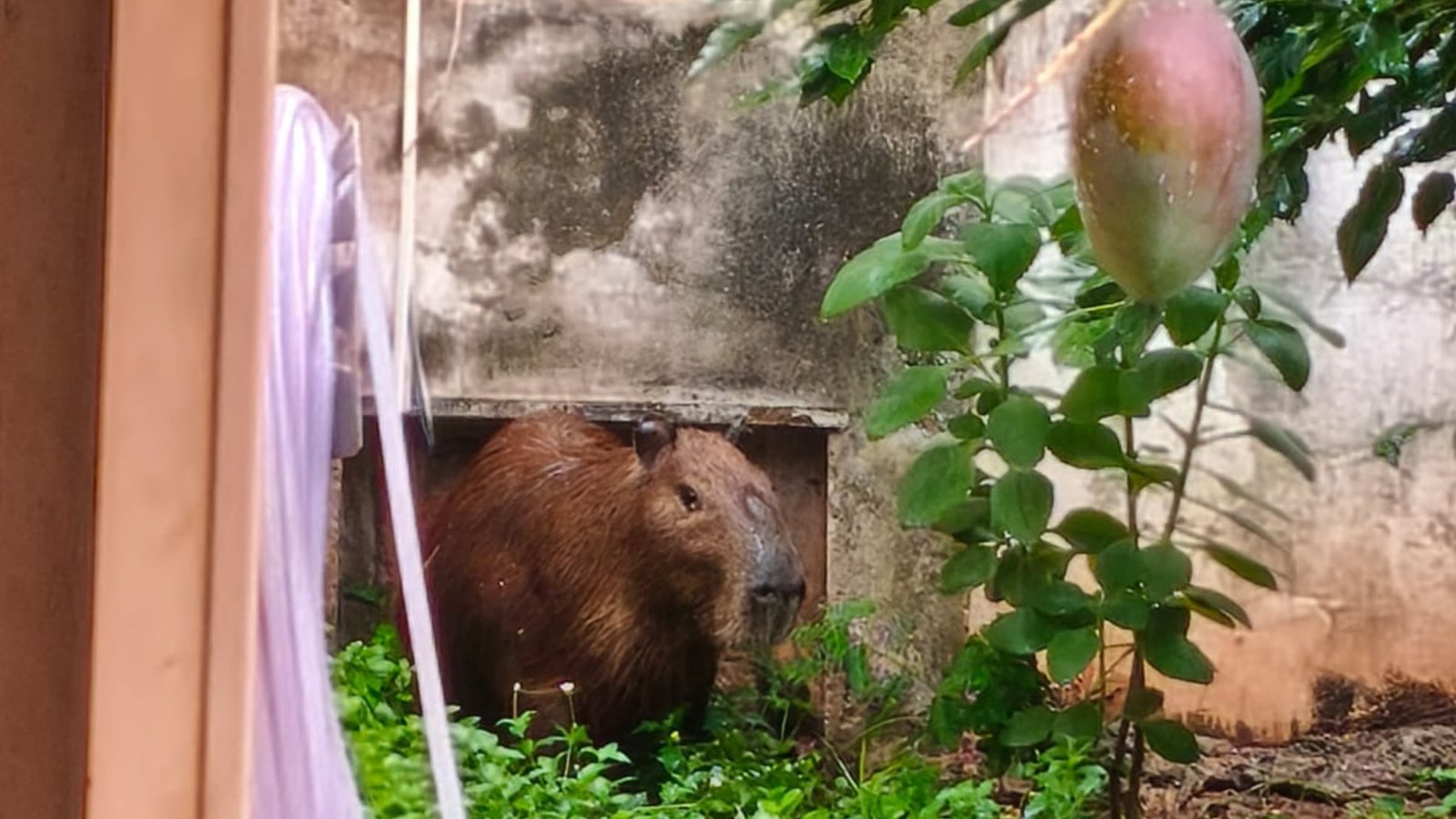 Capivara Surpreende Moradores ao Buscar Abrigo da Chuva em Residência