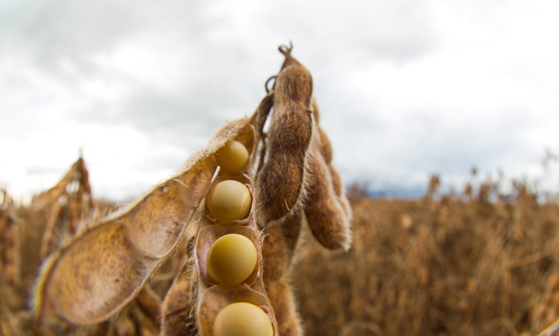Calote no Agro Dispara e Inadimplência Bate Recorde Histórico