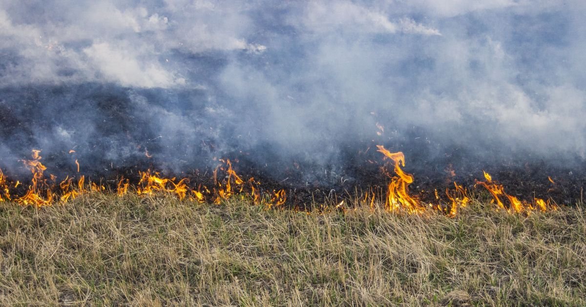 Financiamento Climático: Desafio Crucial do Brasil na COP30 em Belém