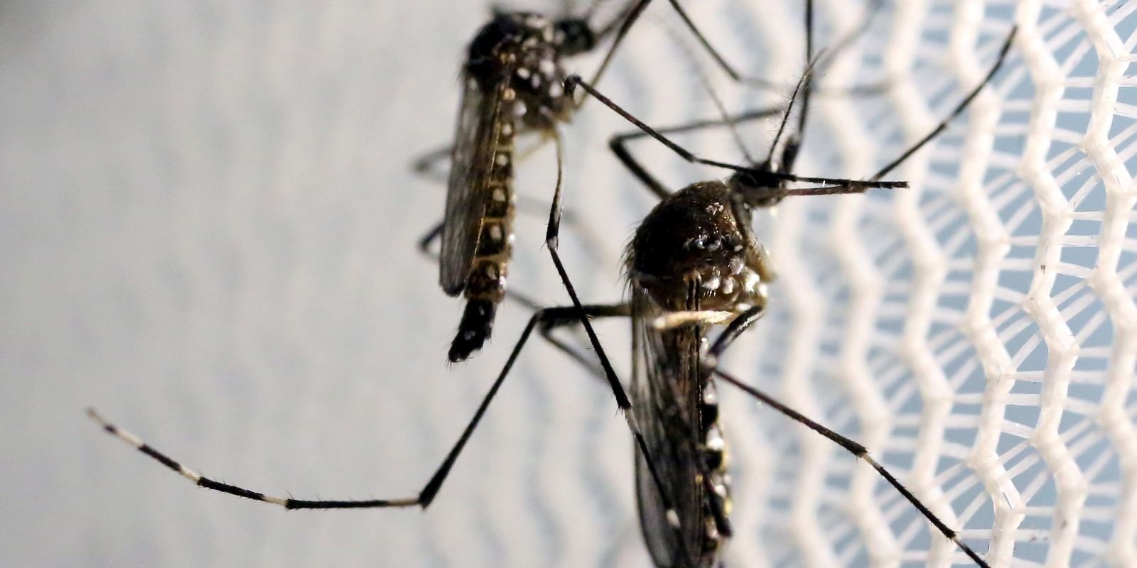 Vacina Brasileira contra Dengue Promete Impacto Global após Aprovação